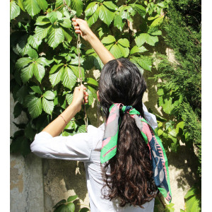 Mini Aralia Vert